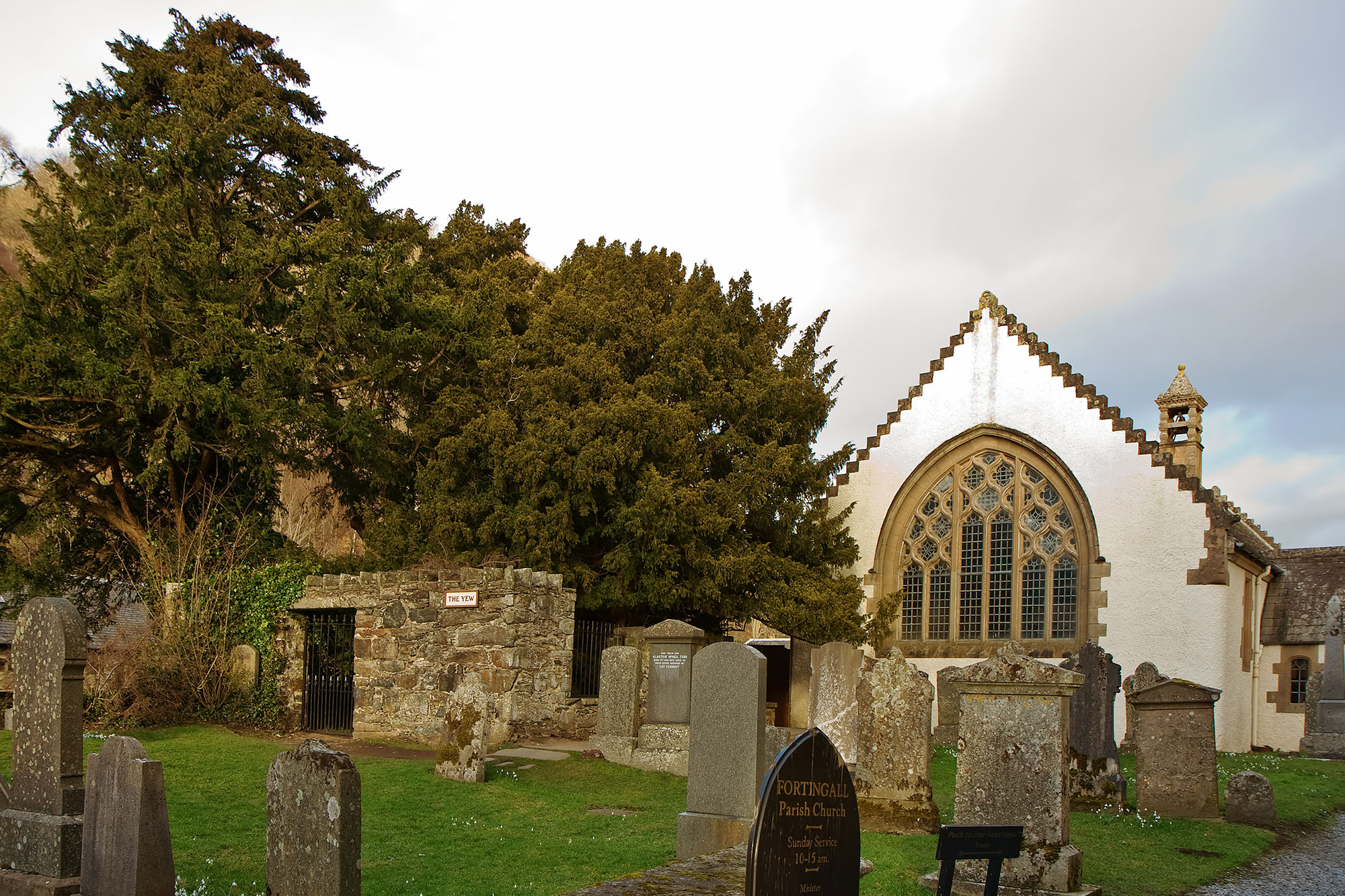 Fortingall Yew Tree (Taxus baccata), duizenden jaren oud, en het oudste leven in Europa!